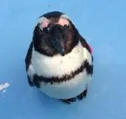 いーち