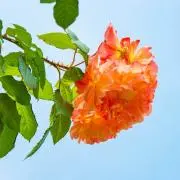 ひつじの画像