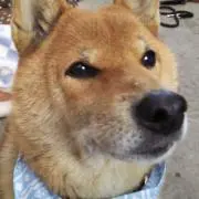 りんごの画像