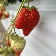 ⭐︎いちご⭐︎