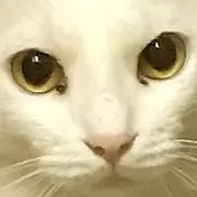 yunyunの画像