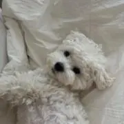 ♡の画像