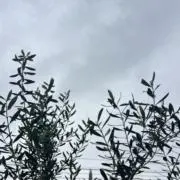 まるぷーの画像