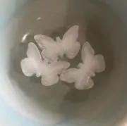 はむの画像