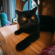 よすすの画像