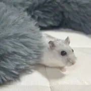 karinaの画像