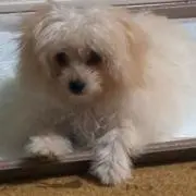 あゆこ