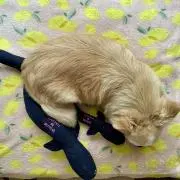 あやぺーの画像