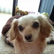 もも