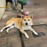 いきなりアッキー