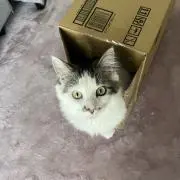 ゆめこの画像