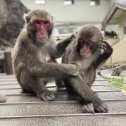 ちびちび