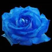 Blue Rose