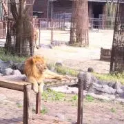 ぽけーの画像