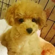 さおむりんの画像