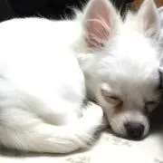 ほぷ