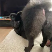 キーストン