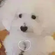 ちょこの画像