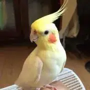 ぽん酒の画像