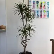 いぬがおの画像
