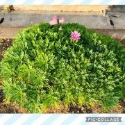 トロの画像