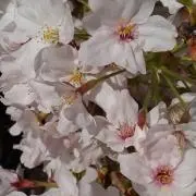 かな