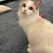 いもの画像