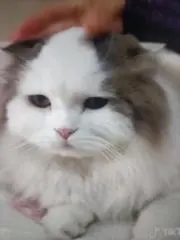 マヌルモフモフの画像