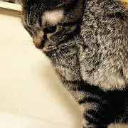 ひゅうちゃんの画像