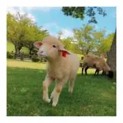 bubu