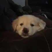 翔太