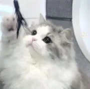 ℂの画像