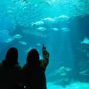 sunの画像
