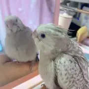 SunShineの画像