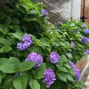 紫陽花の画像