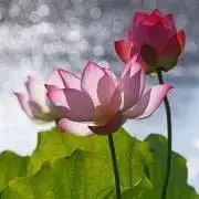 indigo-lotus