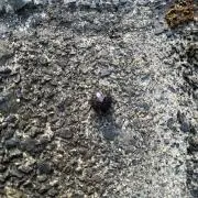 ダンゴムシ