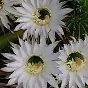さぼこ