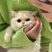 cacaの画像