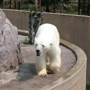 しろくまの画像