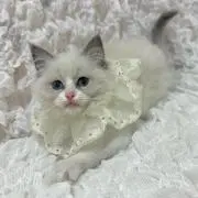 のあちゃんの画像