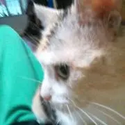 SYU☆猫大好き！！