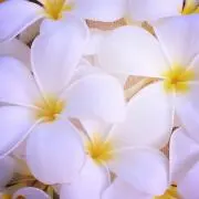 のまみ