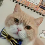 ちゃちゃまるの画像