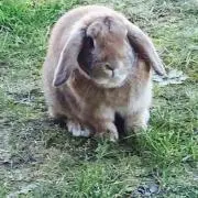 りんごの画像