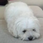 ちゃたろう