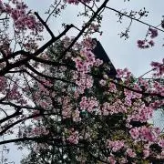 Haruの画像