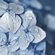花の画像