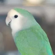 【平日発送】こざくらバードの画像