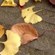 Masaboの画像